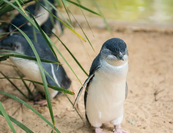 Fairy penguin