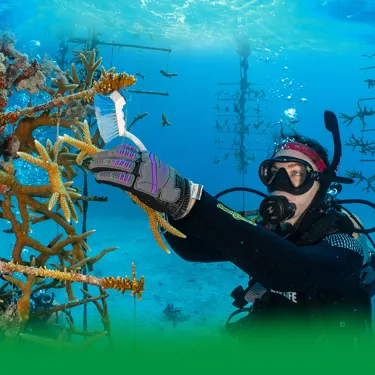 Conservation Coral