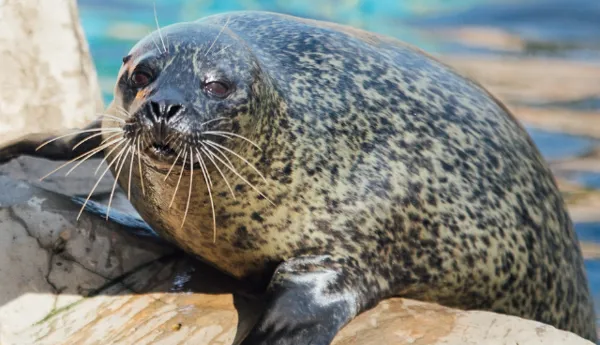 Seal 1