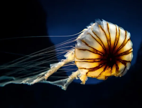 Jellyfish