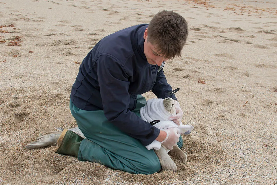 Seal Pup Rescue