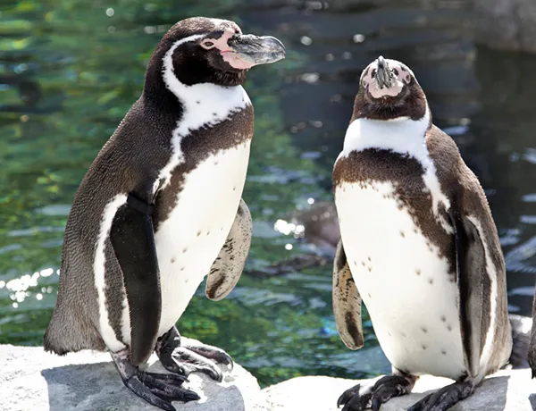 Humboldt penguins