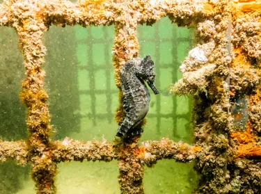 CROP Release White Seahorses Anchored To Seahorse Hotel 3 Copy