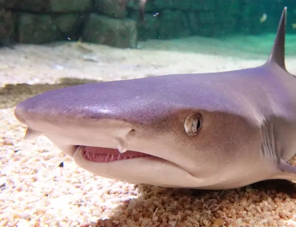 White Tipreef Shark