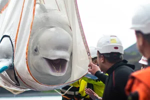 Beluga whale being rescued