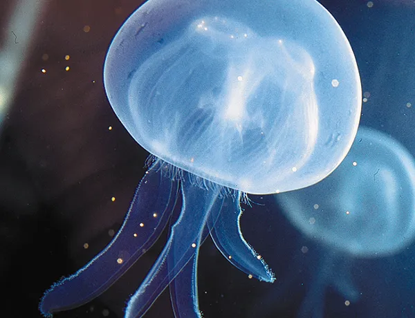 Semi-transparent jellyfish