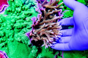 Coral (2)