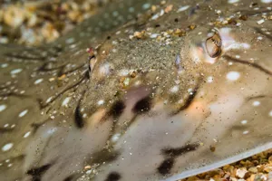Undulate rays