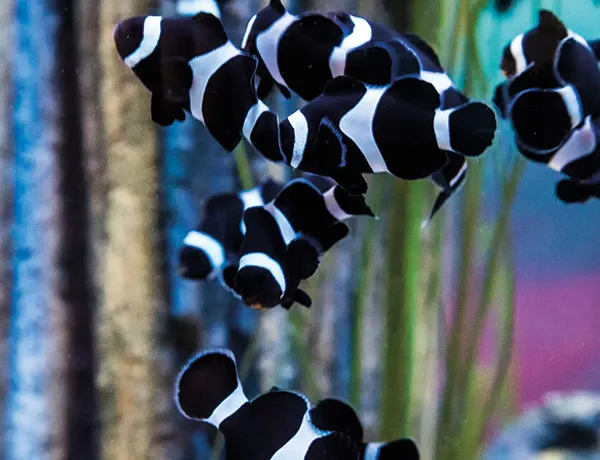 Black and white clownfish