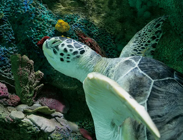 Sea turtle swimming in the ocean
