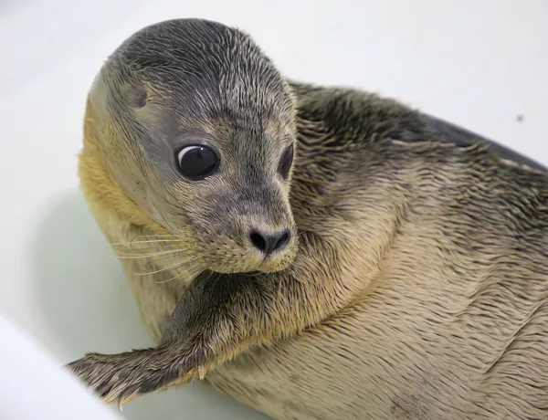 Seal Gwen Stefani