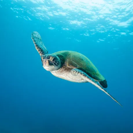 10592 Green Sea Turtle Underwater