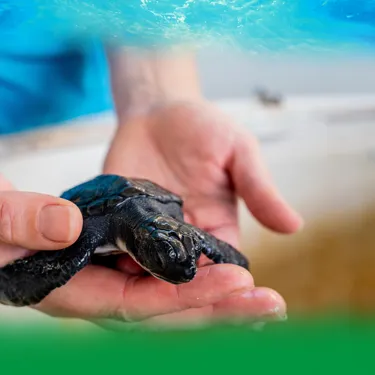 Conservation Turtle