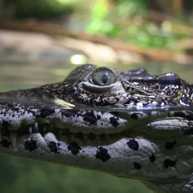 Cuban croc