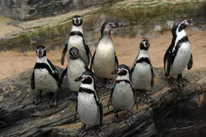 A group of penguins