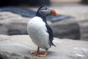 Puffincornwall