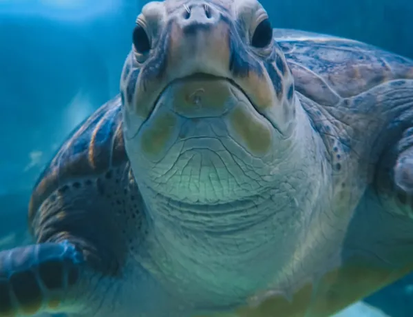 Greenseaturtle