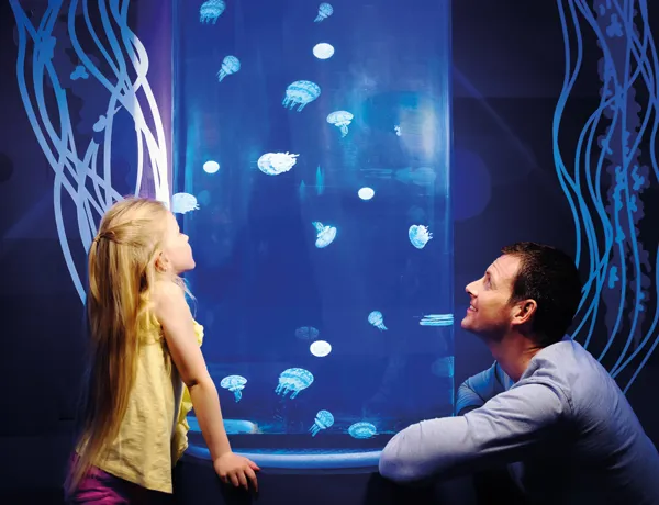 Dad and child learning about jellyfish
