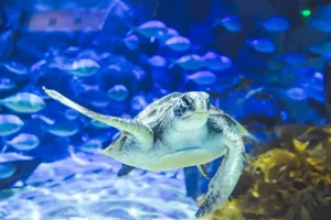 A Green Sea Turtle