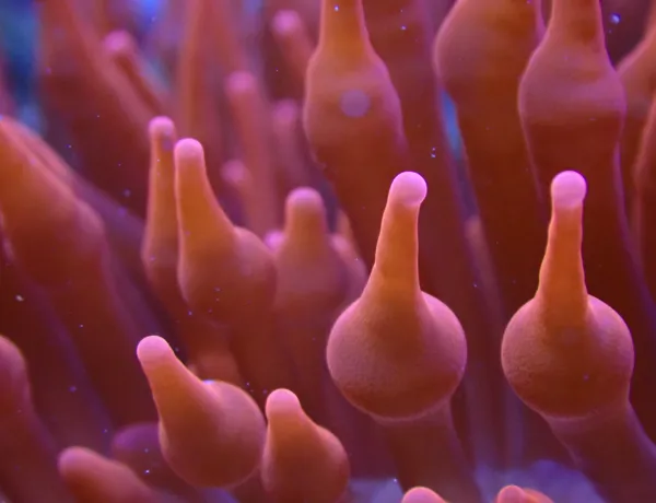 Bubbletip Anemone