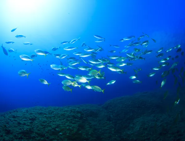 9545 Shutterstock 218031334 School Of Fish Over Reef