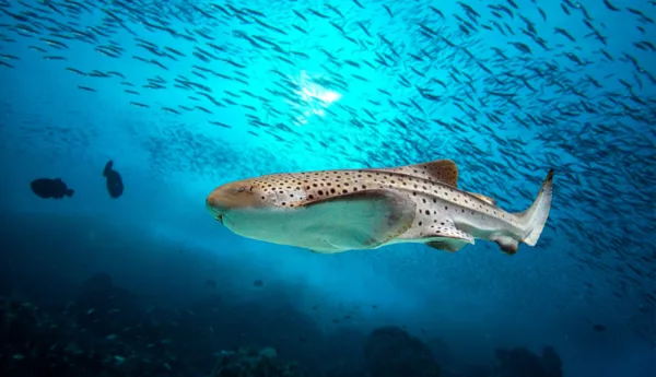 9583 Shutterstock 393030832 Zebra Shark
