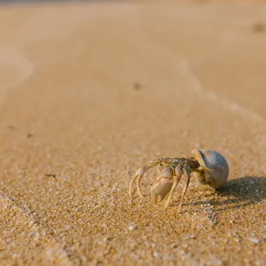 Beach hermit crab