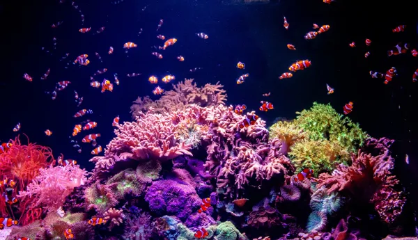 Coral Clownfish