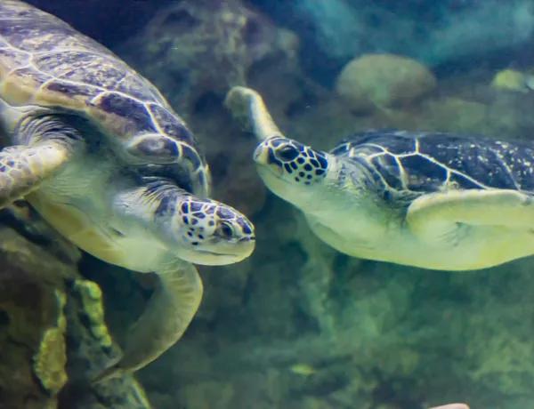 Turtle Pair