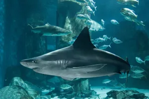 Brown shark
