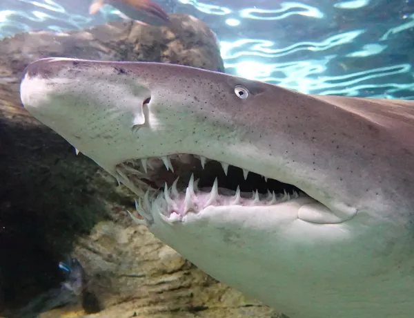 Greynurseshark
