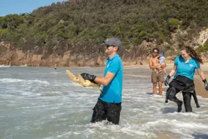 Loggerhead Release Sealife Turtle 28