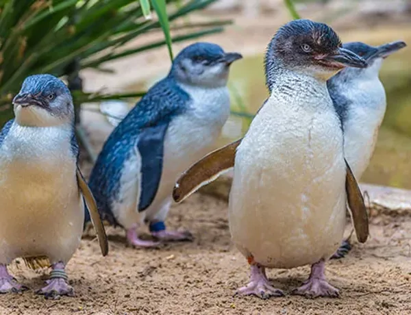 Weymouth Fairy Penguins