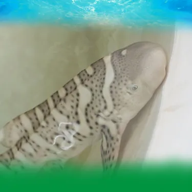 Conservation Shark