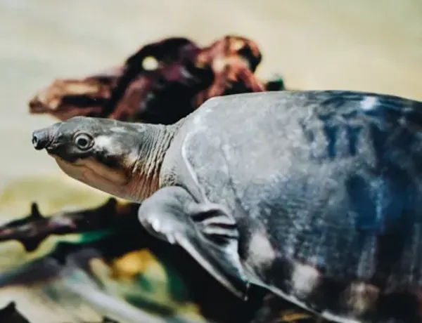 Pig Nosed Turtle