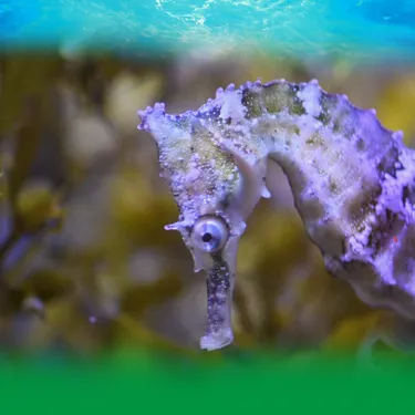 Conservation Seahorse