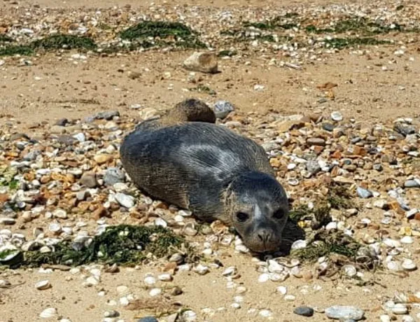 Seal Kylie Minogue