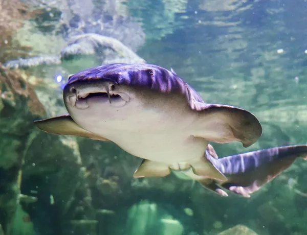 Nurseshark Brighton