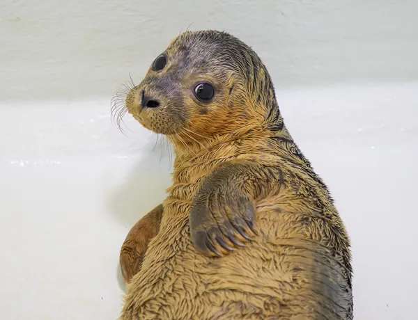 Seal Prince