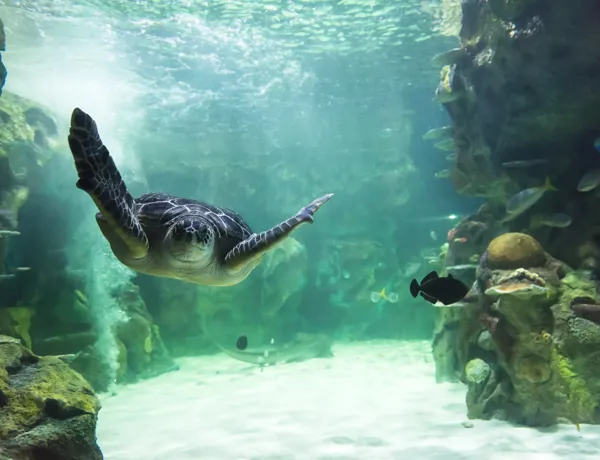 Green Sea Turtle Swimming