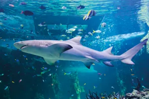 Shark reef