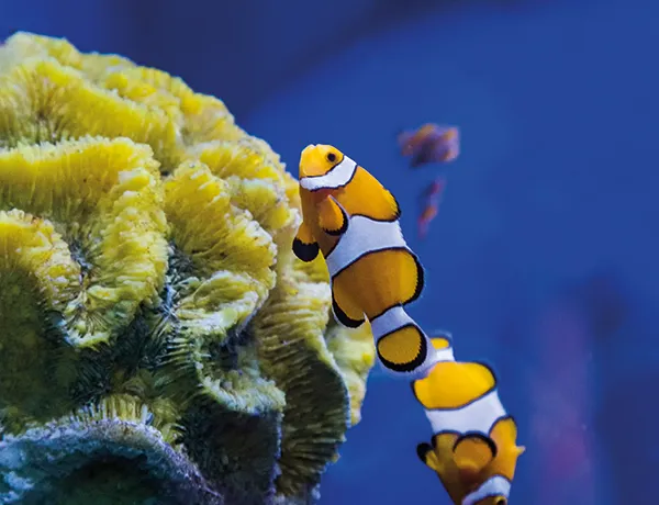 Orange clownfish