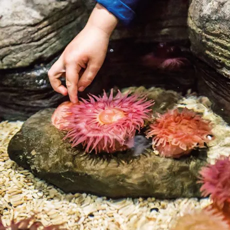Coral