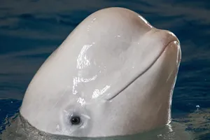 Beluga whale