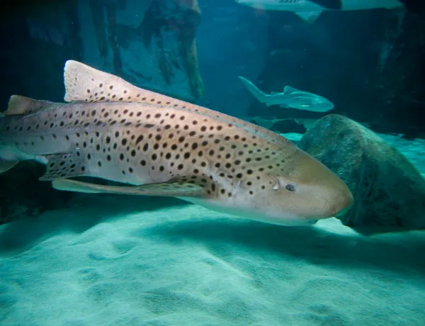 Zebra shark conservation projects