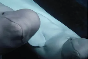 Beluga whales