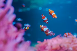 Clownfish