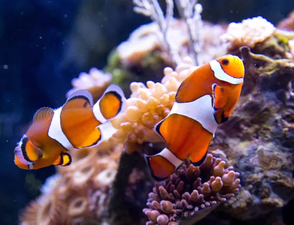 SEA LIFE Berlin Clownfisch
