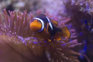 Anemonenfisch23