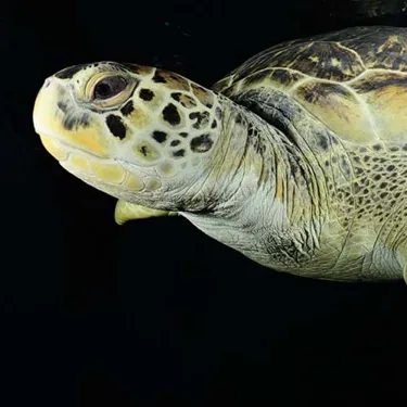 Sea turtle